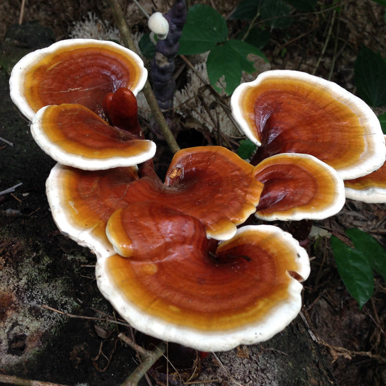 Reishi Tincture. Ganoderma lucidum