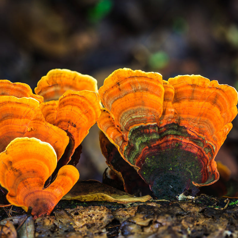 Reishi Tincture. Ganoderma lucidum