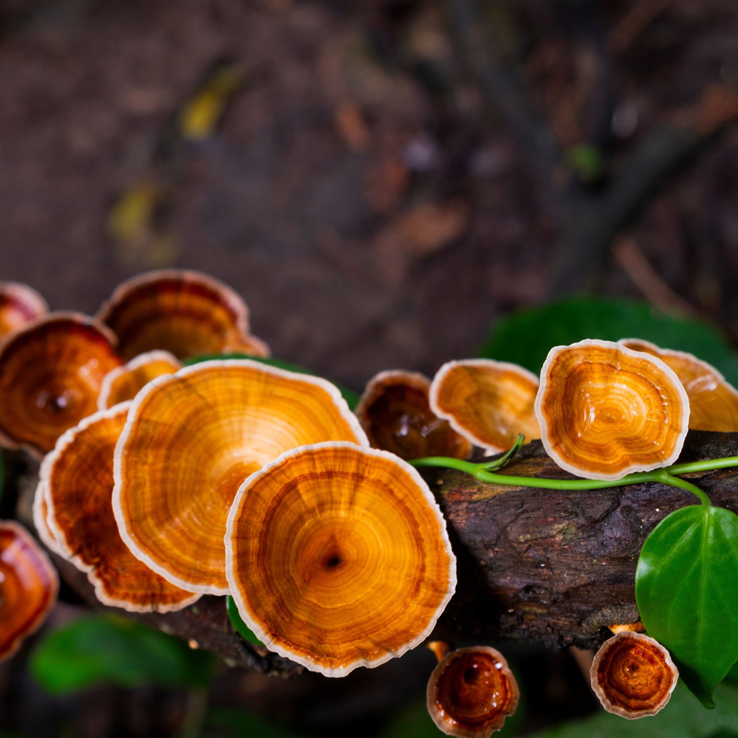 Reishi Tincture. Ganoderma lucidum