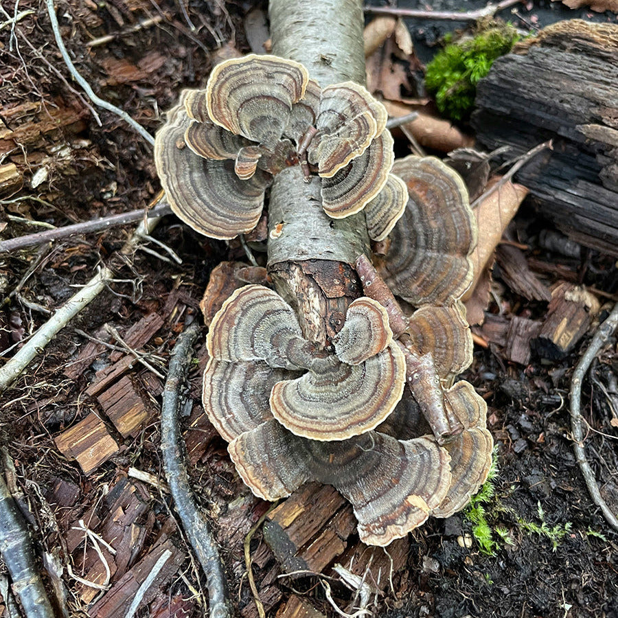 Turkey Tail. Trametes versicolor