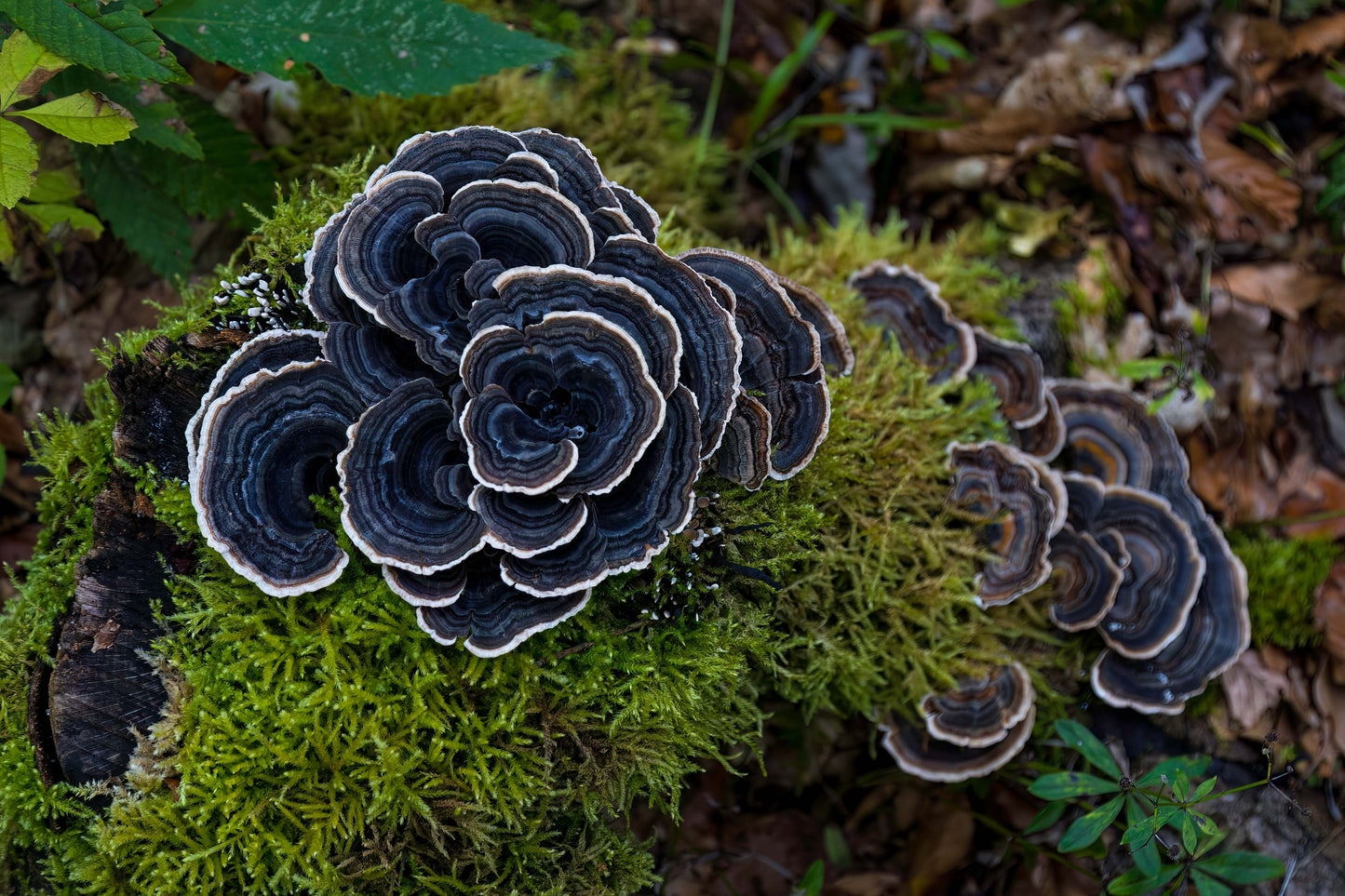 Turkey Tail. Trametes versicolor