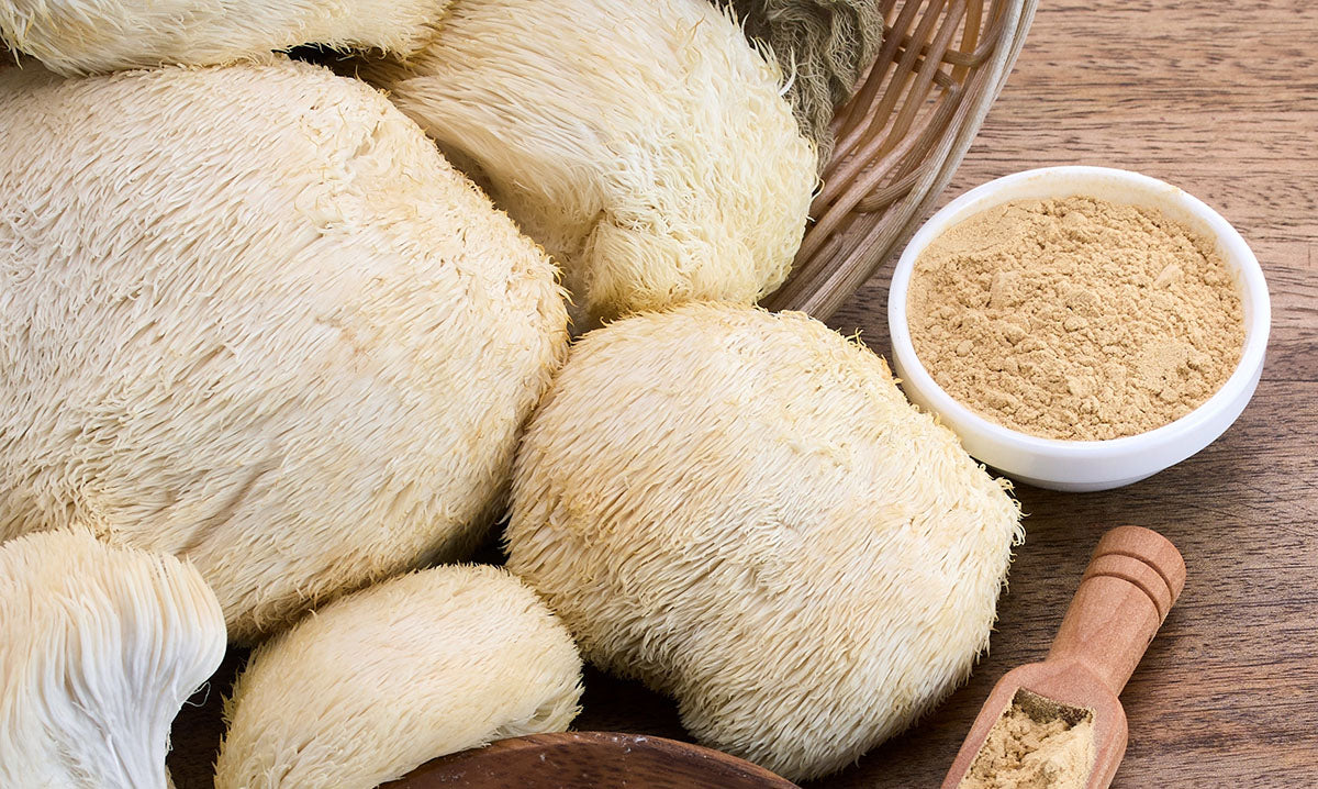 Lion's Mane Tincture. Hericium erinaceus.