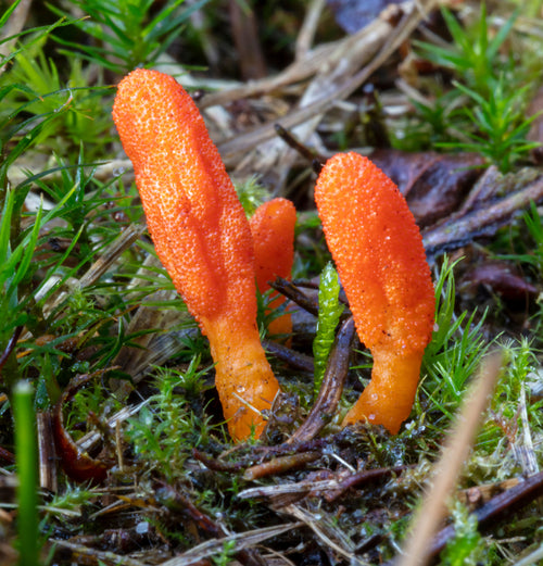 Cordyceps Mushroom Tincture