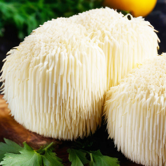 Lion'smane Mushrom for brain clarity