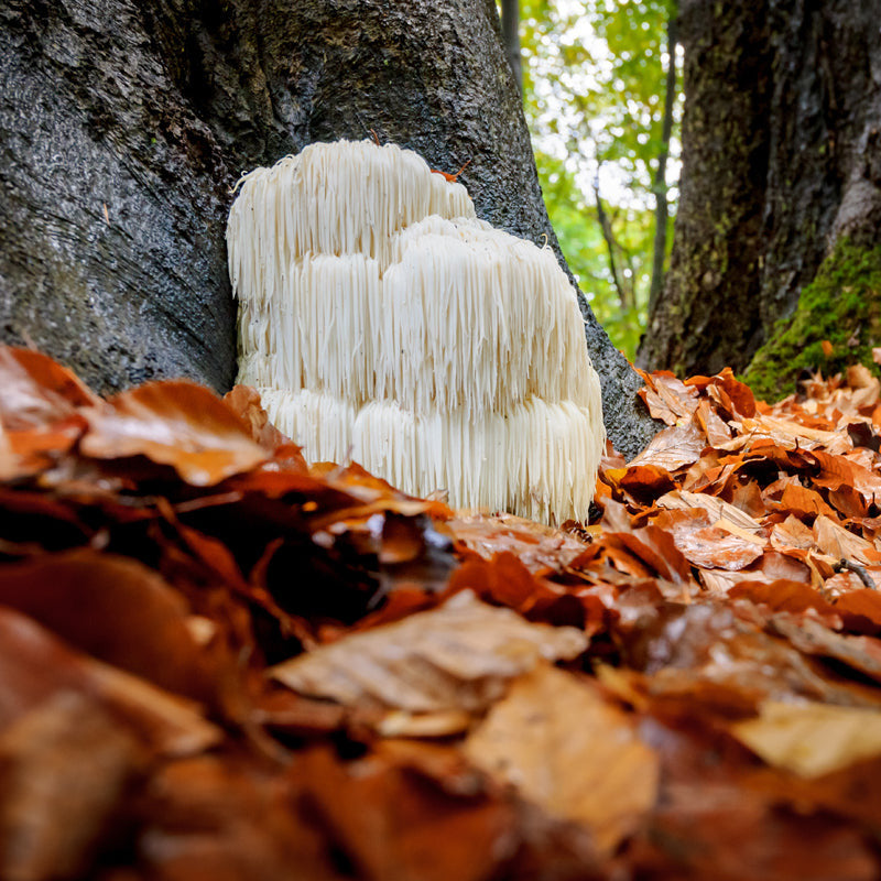Lion's Mane Mushroom Tincture