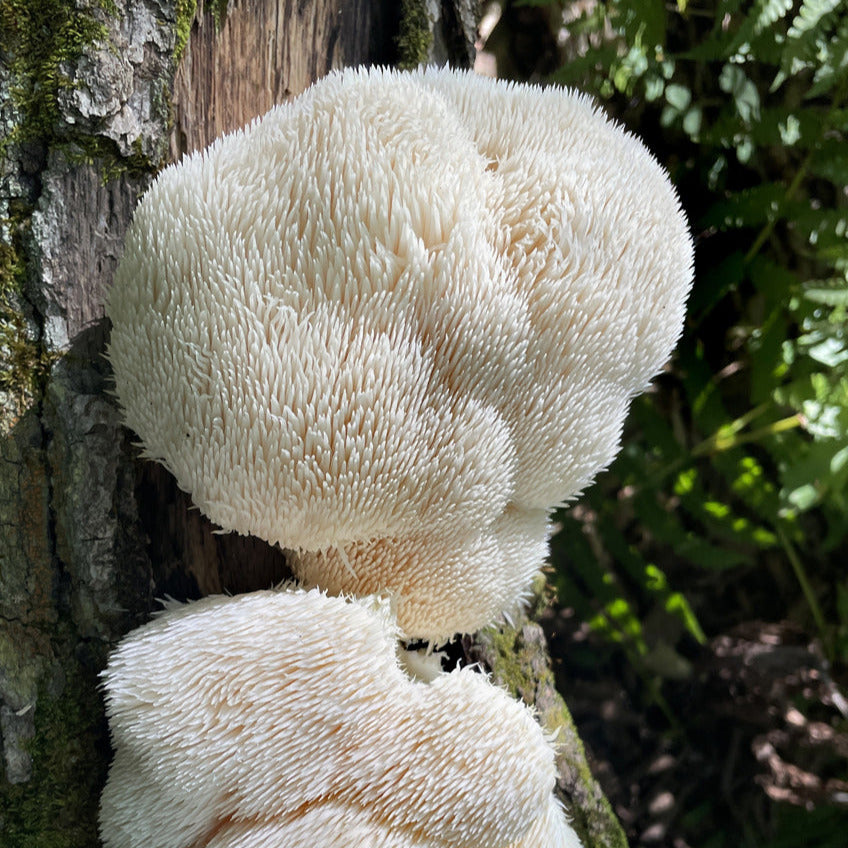 Lion's Mane Mushroom Tincture