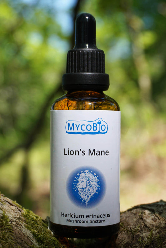 Lion's Mane Tincture. Hericium erinaceus.