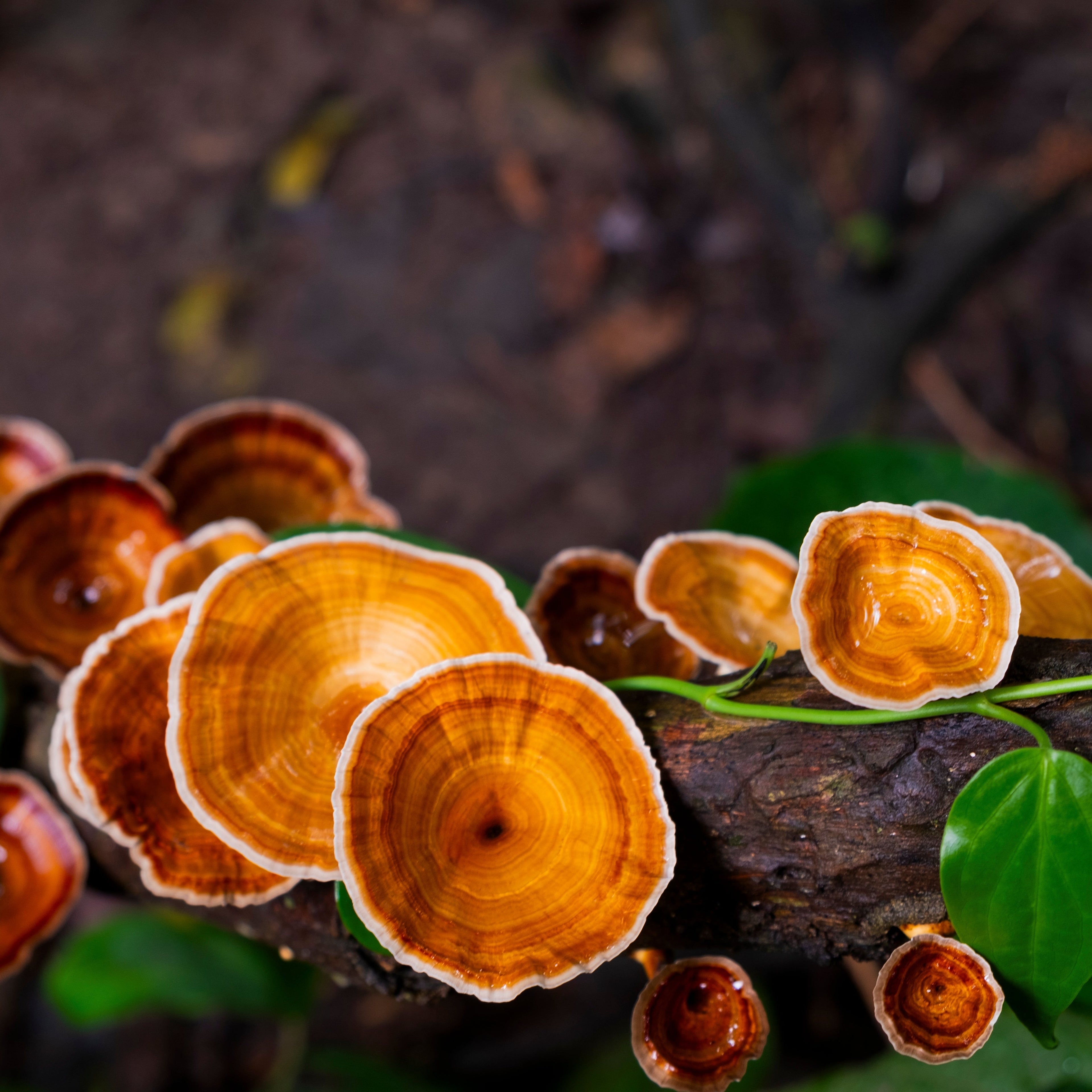 Reishi Mushroom Tincture