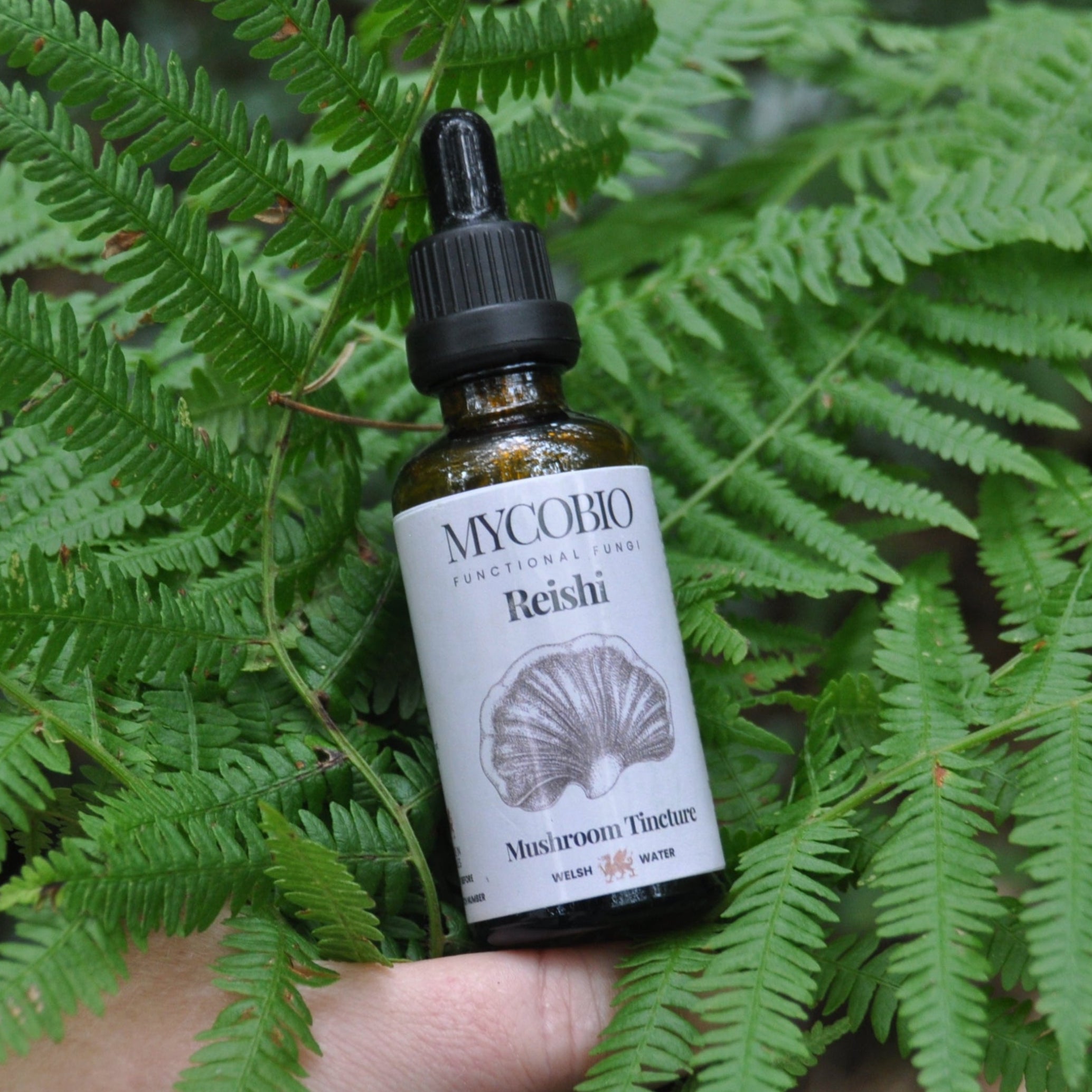 Reishi Mushroom Tincture