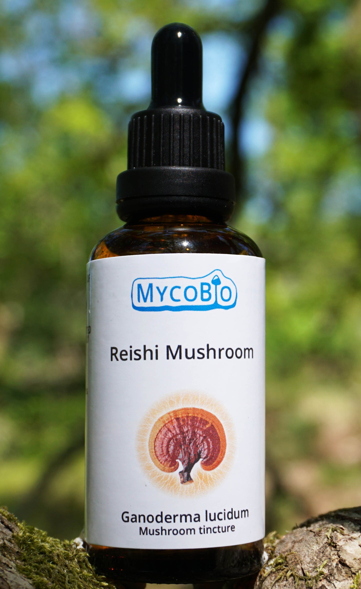 Reishi Tincture. Ganoderma lucidum