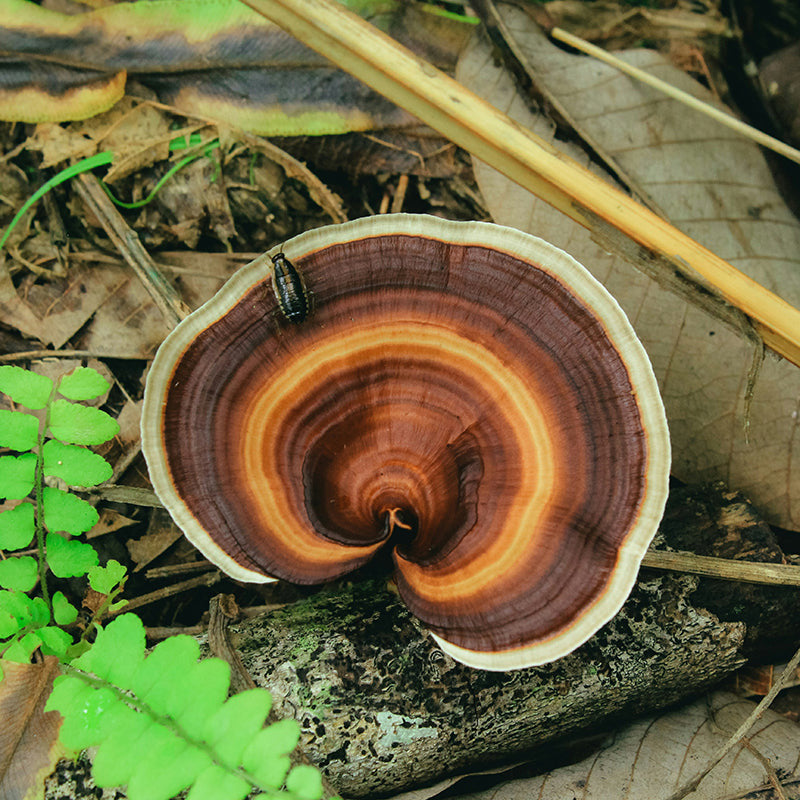 Reishi mushroom. Stress relief and health.