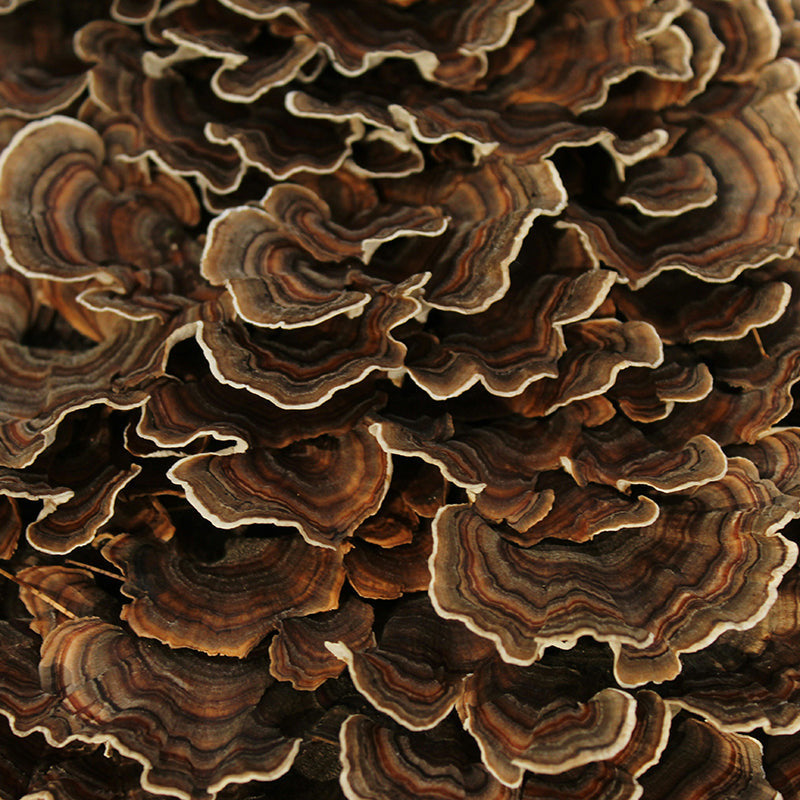 Turkey Tail. Trametes versicolor