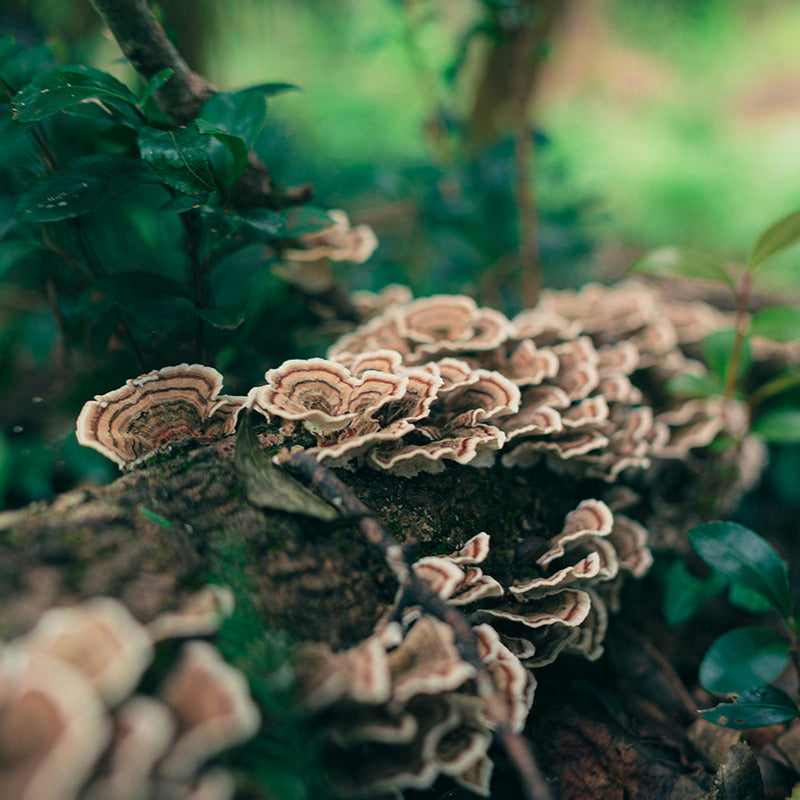 Turkey Tail. Trametes versicolor