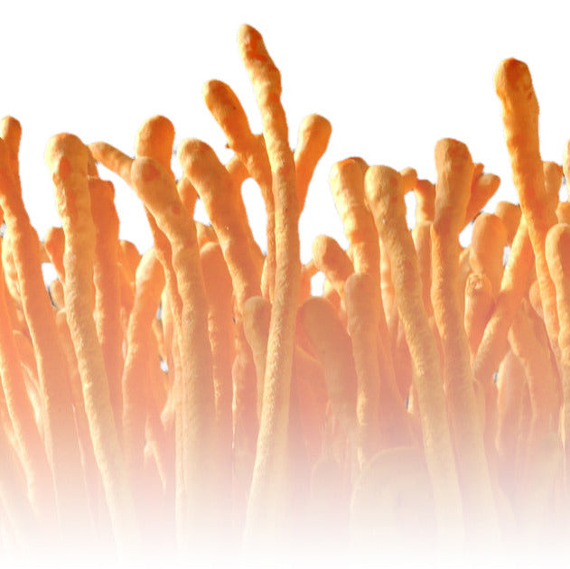 Cordyceps mushroom for fatigue and energy.