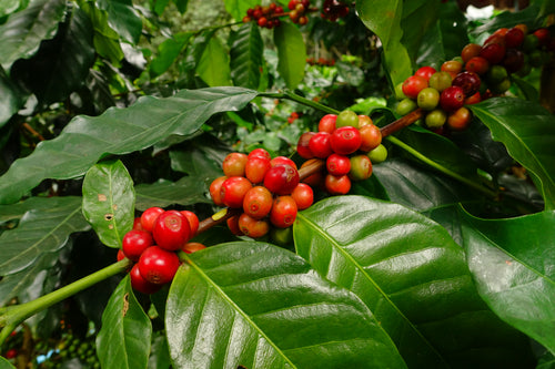 Lion's Mane Enriched Ground Coffee
