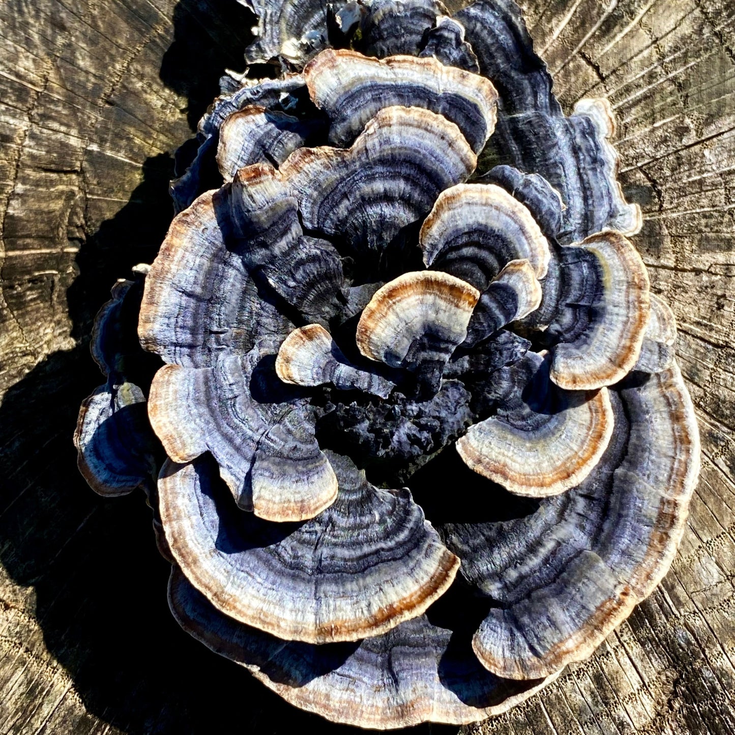 Turkey Tail. Trametes versicolor